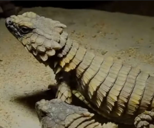 Lagarto armadillo