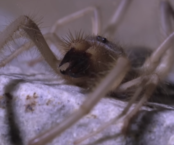 Araña Camello