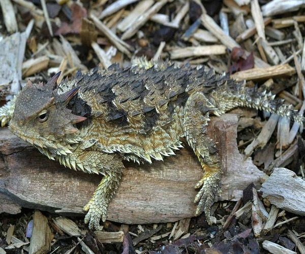 Lagarto cornudo