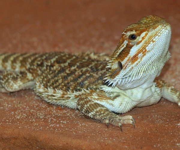 Pogona