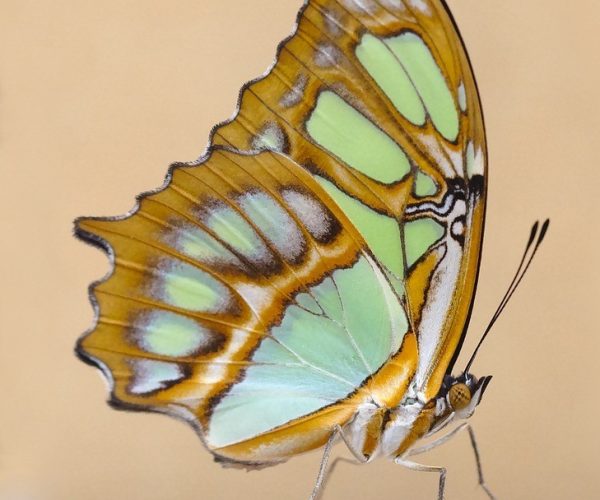 Mariposa