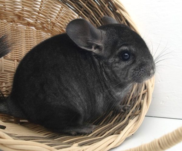 Chinchilla