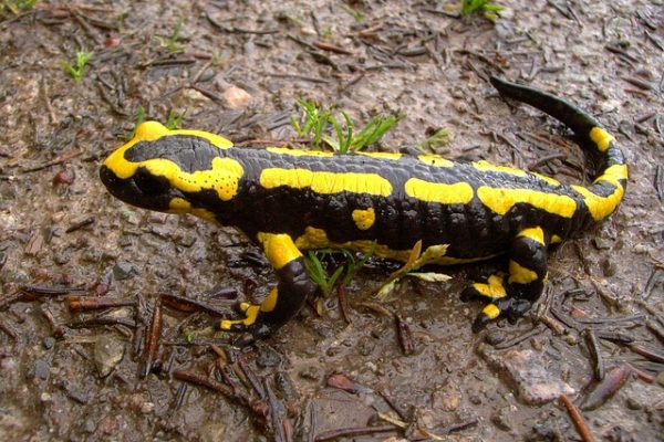 Salamandra