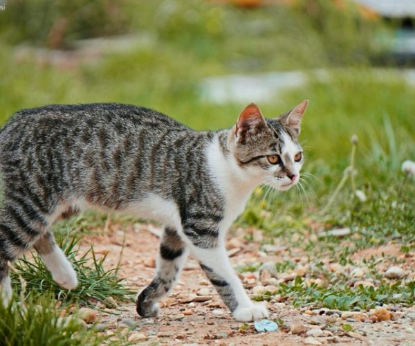 Gato Domestico