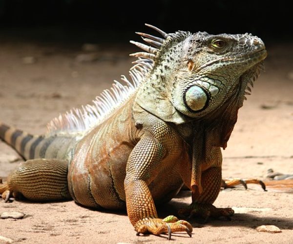 Iguana