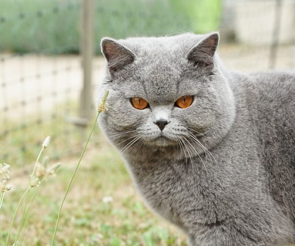 British Shorthair