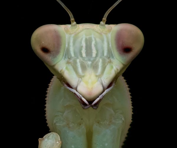 Mantis