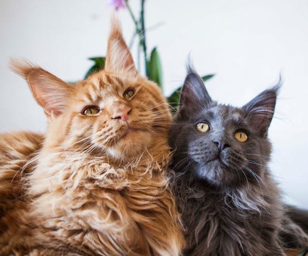 Maine coon