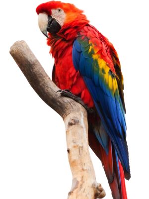 Guacamayo