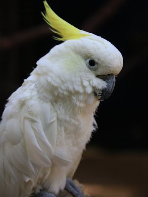 Cacatua