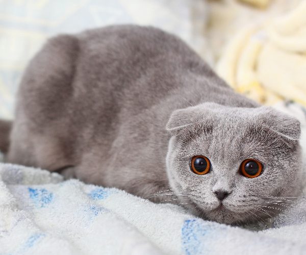 Scottish Fold